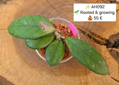 Hoya AH 092, Bewurzelte Pflanze