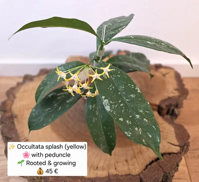 Hoya Occultata Splash Yellow, Bewurzelte Pflanze