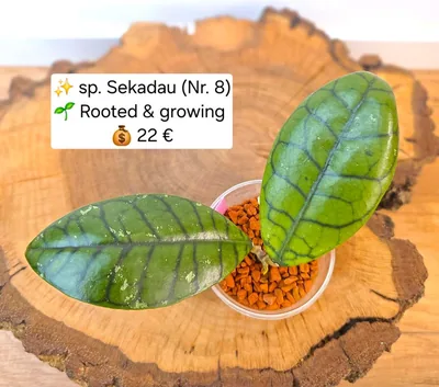 Hoya sp. Sekadau NR. 8, Bewurzelte Pflanze