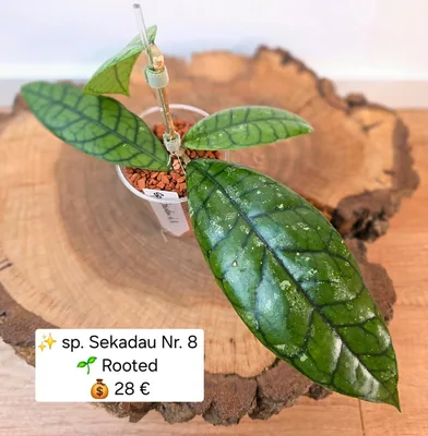 Hoya sp. Sekadau NR. 8, Bewurzelte Pflanze
