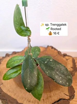 Hoya sp. Trenggalek, Bewurzelte Pflanze