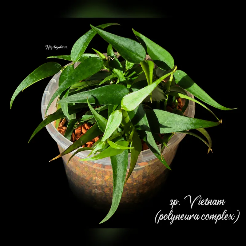 sp. Vietnam (polyneura complex), Steckling