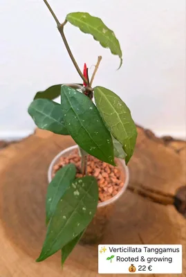 Hoya verticillata Tanggamus, Bewurzelte Pflanze