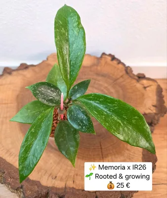 Hoya memoria x Collina IR26, Bewurzelte Pflanze