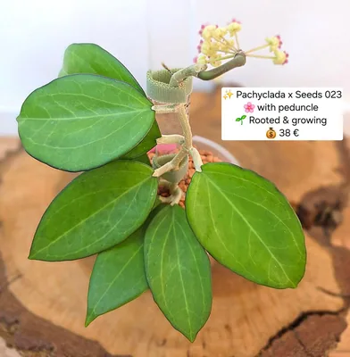 Hoya pachyclada x Seeds 023, Bewurzelte Pflanze