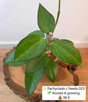 Hoya pachyclada x Seeds 023, Bewurzelte Pflanze