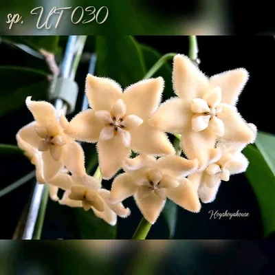 Hoya sp. UT 030, Steckling