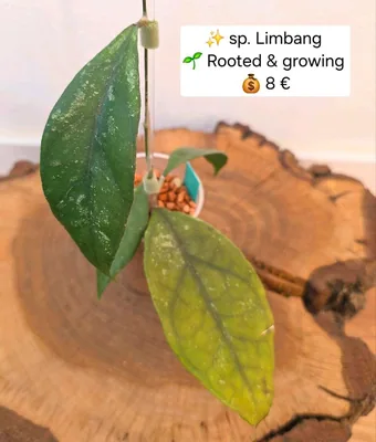 Hoya sp. Limbang, Bewurzelte Pflanze