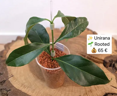 Hoya Unirana, Bewurzelte Pflanze