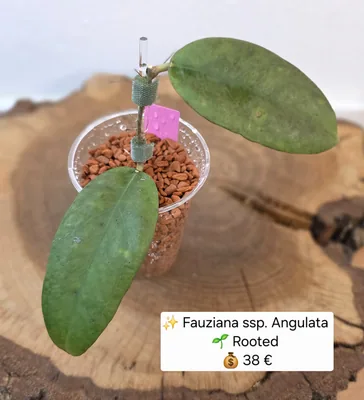 Hoya fauziana ssp. Angulata, Bewurzelte Pflanze