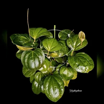 Hoya sp. Sarawak, Bewurzelte Pflanze