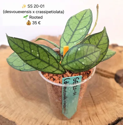 Hoya SS 20-01 (Desvouexensis x Crassipetiolata), Bewurzelte Pflanze
