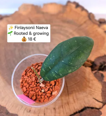 Hoya finlaysonii 'Naeva', Bewurzelte Pflanze