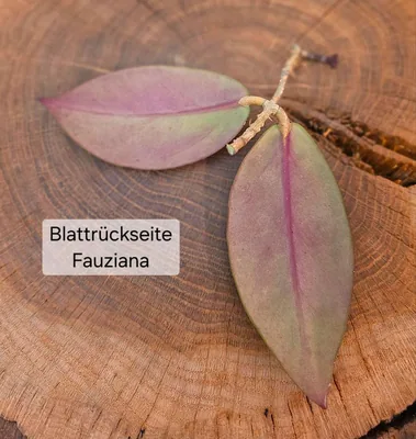 Hoya fauziana Mit Pedunkel, Bewurzelte Pflanze