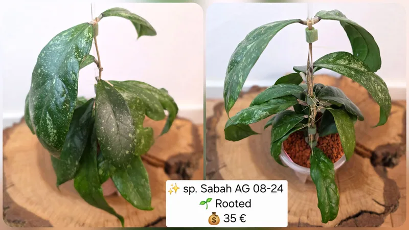 Hoya sp. Sabah AG 08-24, Bewurzelte Pflanze