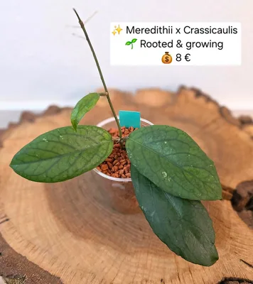 Hoya meredithii x Crassicaulis, Bewurzelte Pflanze