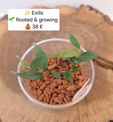 Exilis, Bewurzelte Pflanze