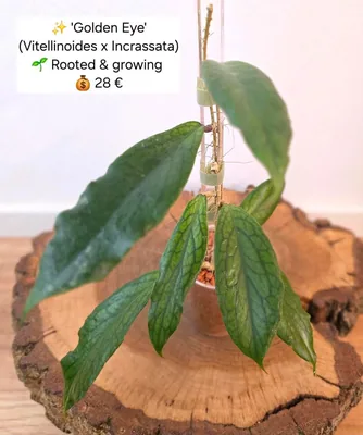 Hoya golden EYE (Vitellinoides x Incrassata), Bewurzelte Pflanze
