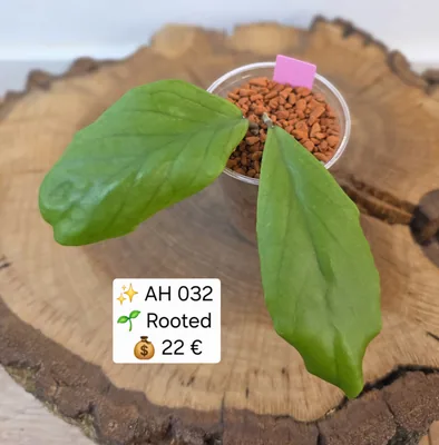 AH 032, Bewurzelte Pflanze