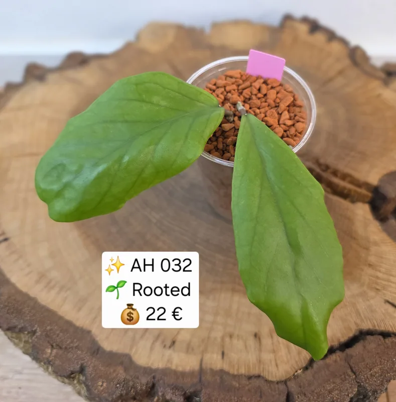 AH 032, Bewurzelte Pflanze
