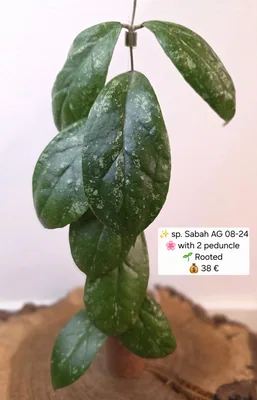 Hoya sp. Sabah AG 08-24, Bewurzelte Pflanze