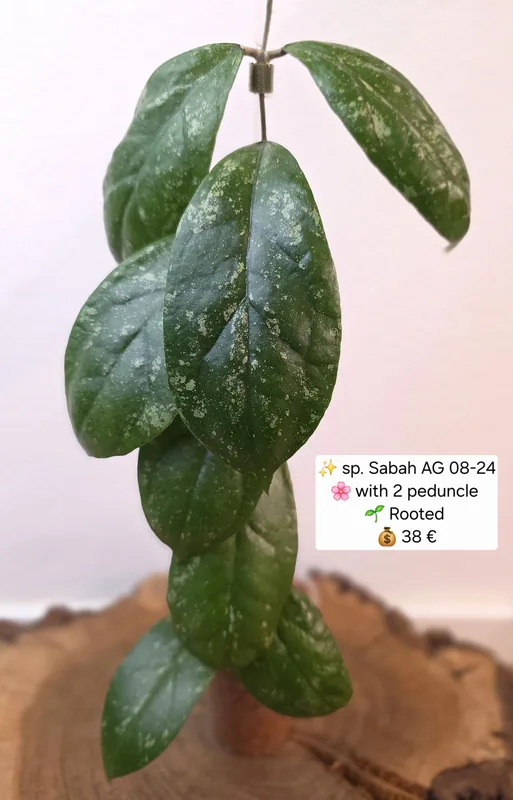 Hoya sp. Sabah AG 08-24, Bewurzelte Pflanze