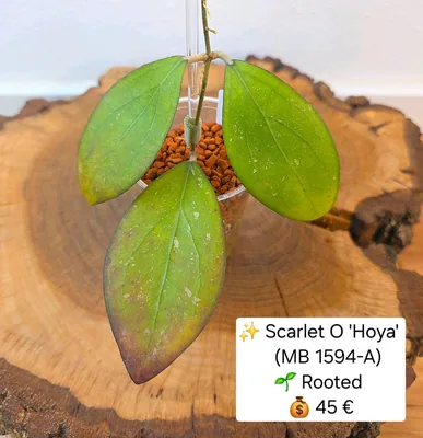Hoya scarlet O 'Hoya' (MB1594-A), Bewurzelte Pflanze
