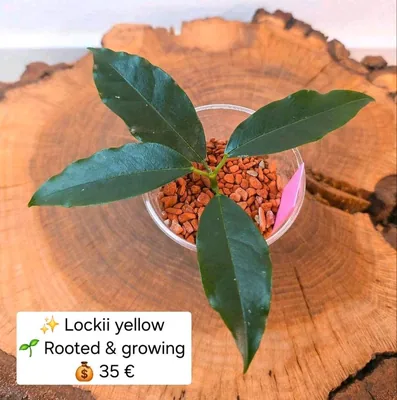 Hoya lockii Yellow, Bewurzelte Pflanze