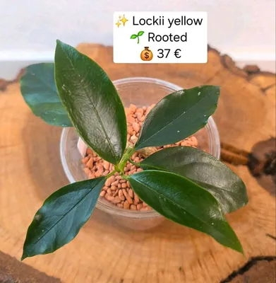 Hoya lockii Yellow, Bewurzelte Pflanze