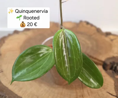 Hoya Quinquenervia, Bewurzelte Pflanze