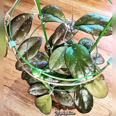 Hoya AH041 (Noelle x Vitellina), Steckling