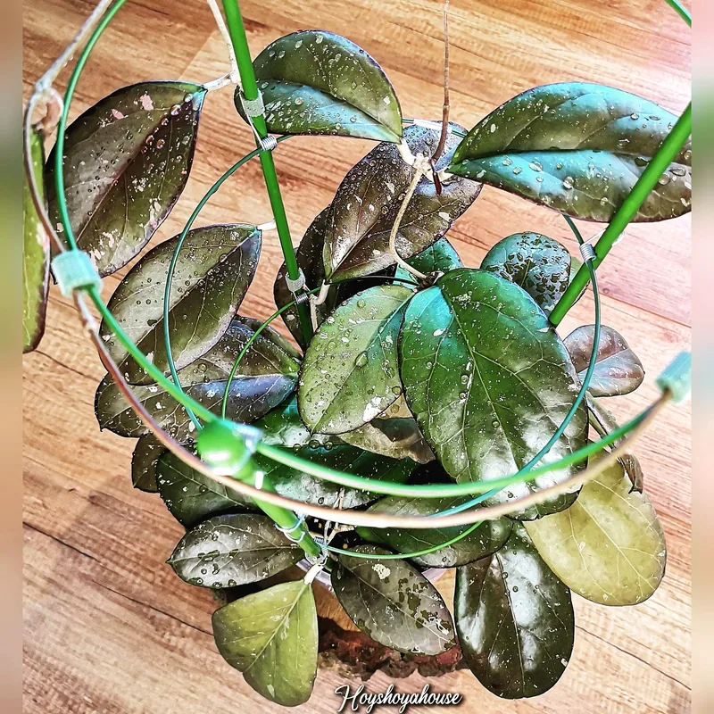 Hoya AH041 (Noelle x Vitellina), Steckling