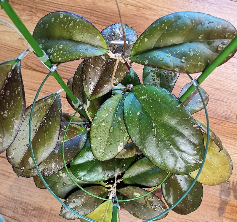 Hoya AH041 (Noelle x Vitellina), Steckling
