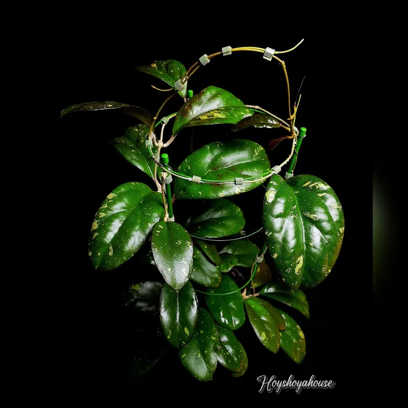 Hoya AH041 (Noelle x Vitellina), Steckling