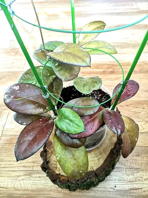 Hoya AH041 (Noelle x Vitellina), Steckling