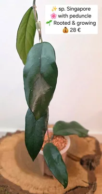 Hoya sp. Singapore, Steckling