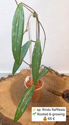 Hoya rindu Rafflesia Splash, Bewurzelte Pflanze