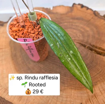 Hoya rindu Rafflesia Splash, Bewurzelte Pflanze