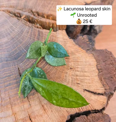 Hoya lacunosa Leopard Skin, Steckling