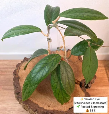 Hoya golden EYE (Vitellinoides x Incrassata), Steckling
