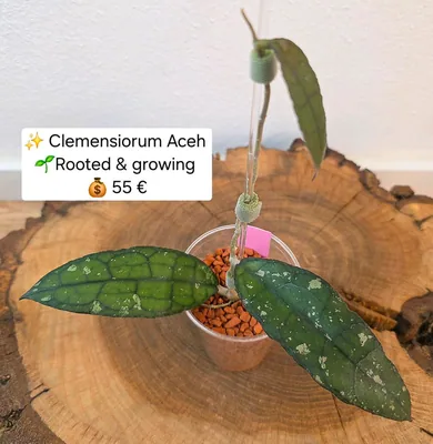 Hoya clemensiorum Aceh (Splash), Bewurzelte Pflanze