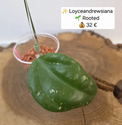 Hoya Loyceandrewsiana, Bewurzelte Pflanze