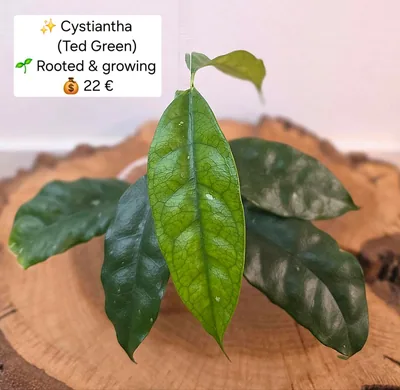 Hoya cystiantha Ted Green, Bewurzelte Pflanze