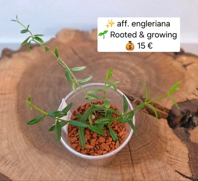 Hoya aff. Engleriana, Bewurzelte Pflanze