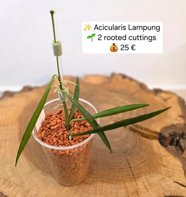 Hoya acicularis Lampung, Bewurzelte Pflanze