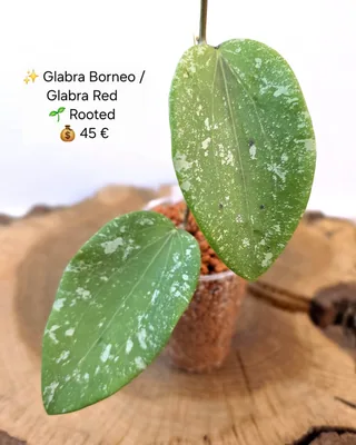 Hoya glabra RED / glabra Borneo, Bewurzelte Pflanze
