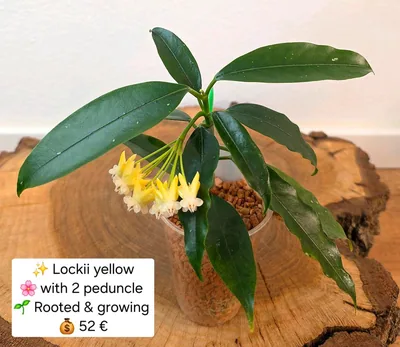 Hoya lockii Yellow, Steckling