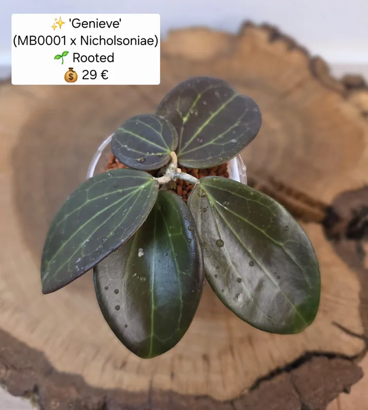 Hoya genieve (MB0001 x Nicholsoniae), Bewurzelte Pflanze