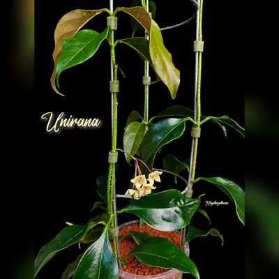 Hoya Unirana, Steckling