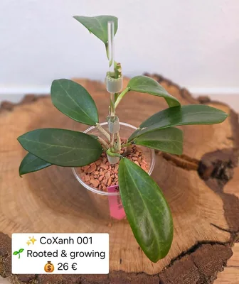 Hoya coxanh 001, Steckling